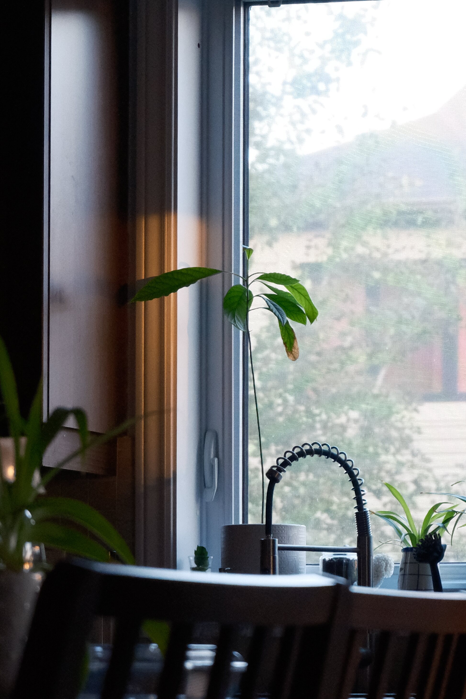 A small plant beside a bright window